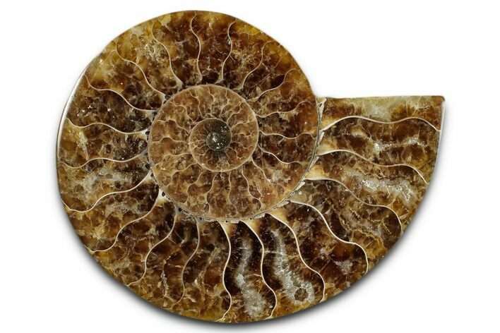 Cut & Polished Ammonite Fossil (Half) - Madagascar #349079